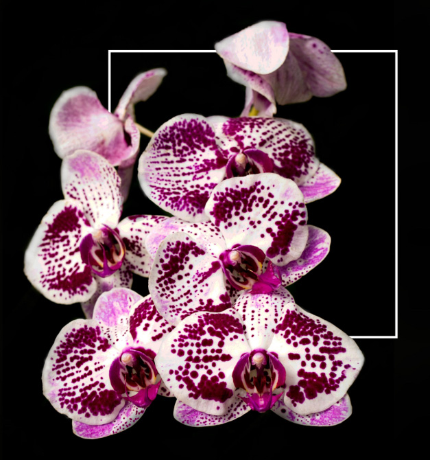 orchids on black background