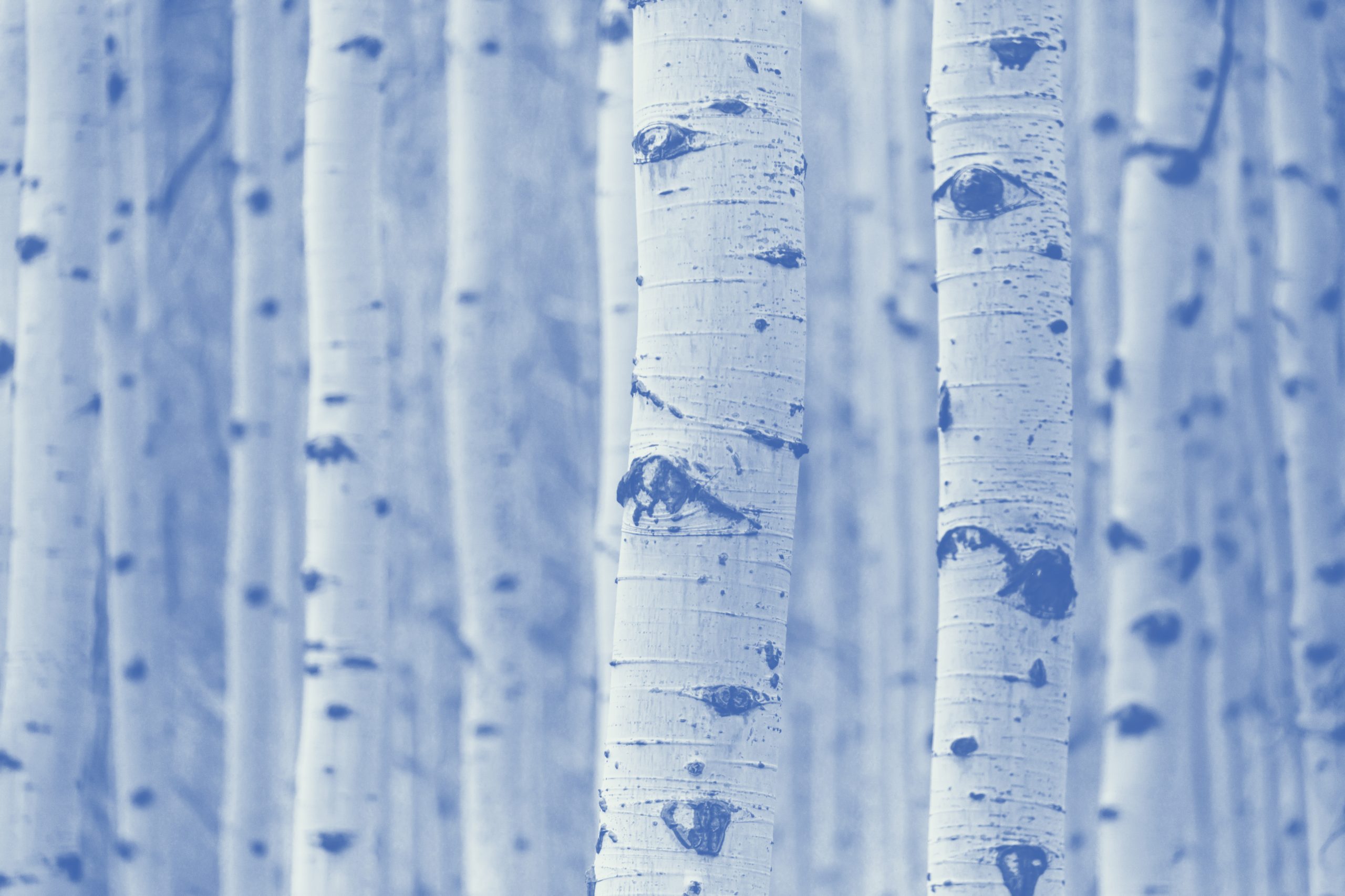 Image of Birch Tree Trunks
