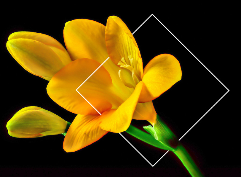 yellow flower on black background