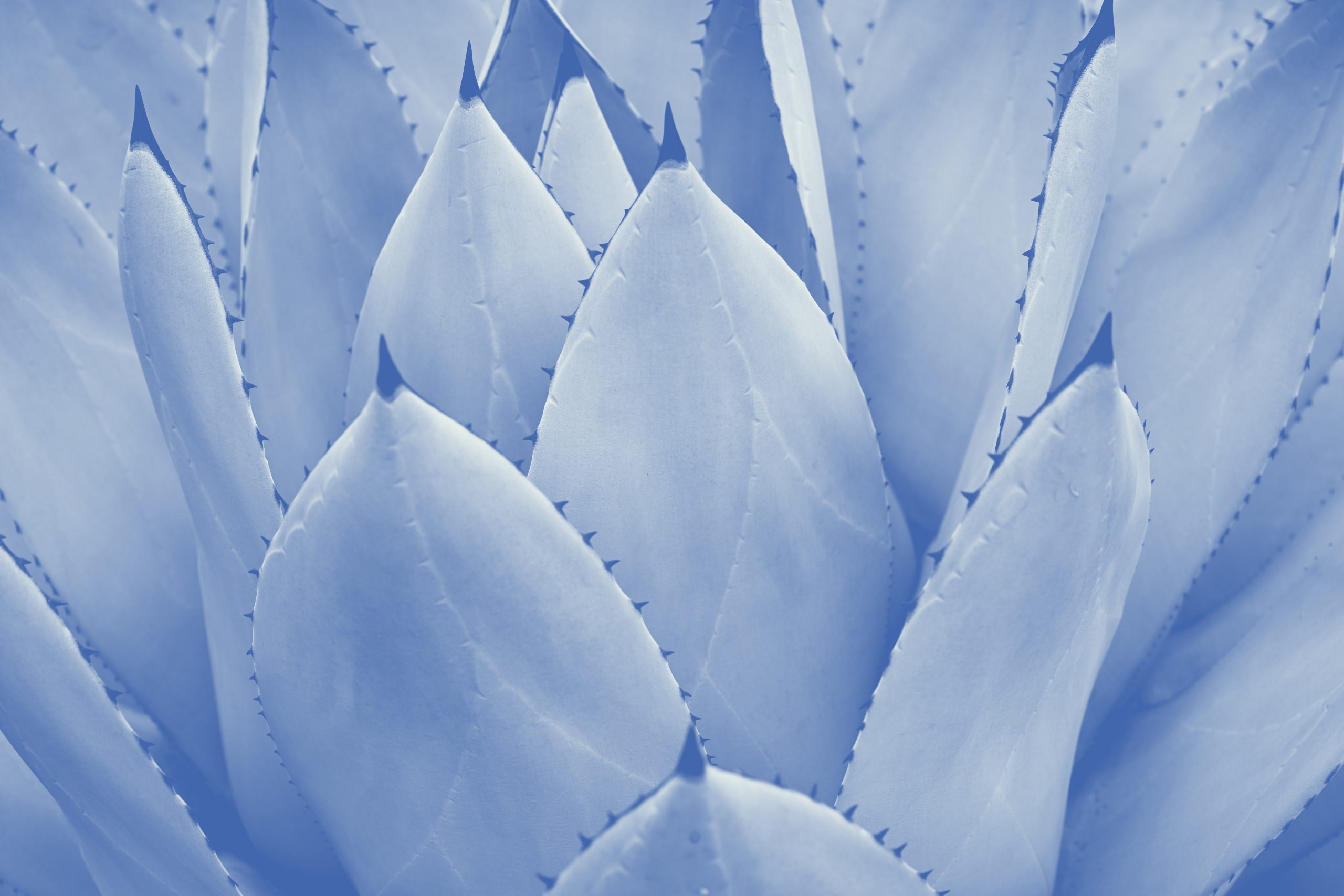 Image of Succulent plant
